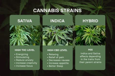 cannabis strains are fake